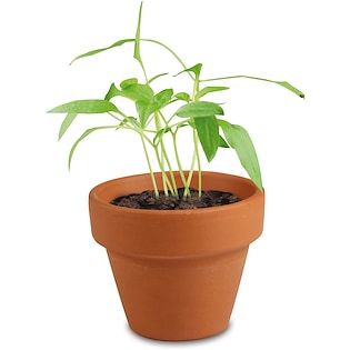 Pianta da interno Dawson