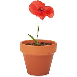 Pianta Red Poppy