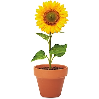 Pianta Sunflower