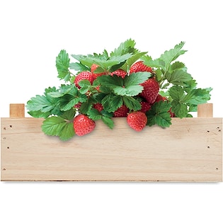 Bustina di semi Strawberry