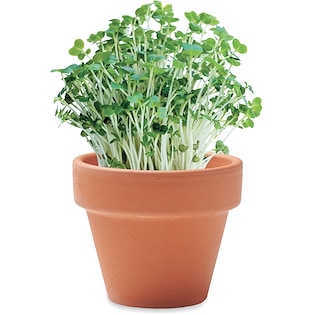 Pianta da interno Aurora