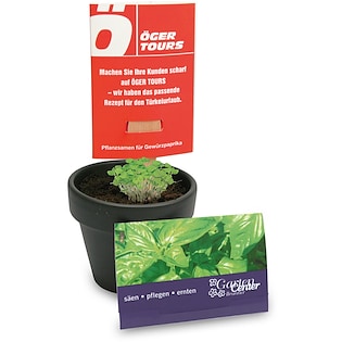 Bastoncino con semi Holland